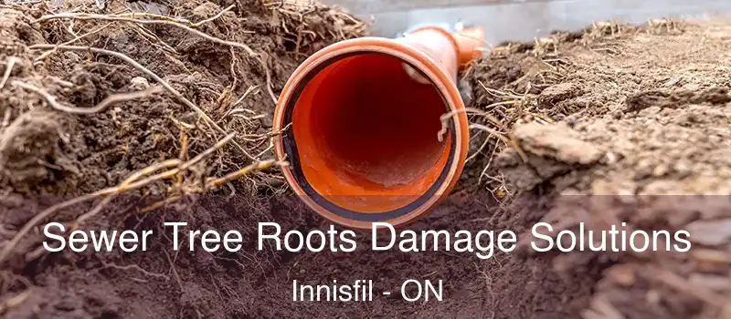  Sewer Tree Roots Damage Solutions Innisfil - ON